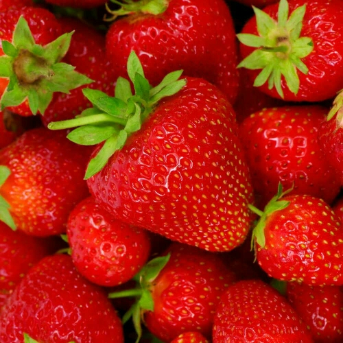 泰安全明星草莓苗 地栽苗 10~20公分