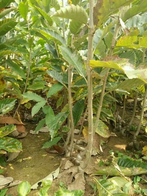 泰安泰山板栗苗 嫁接苗 1~1.5米