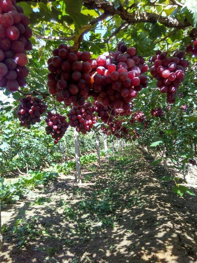 夏黑葡萄苗