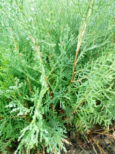 泰安侧柏苗 圆枝侧柏