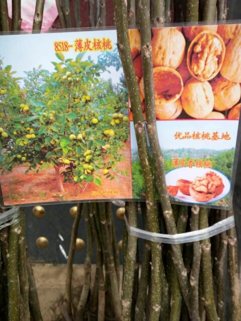 泰安8518核桃苗