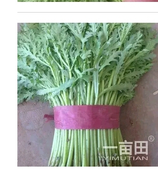 邯郸光杆茼蒿 20~25cm 