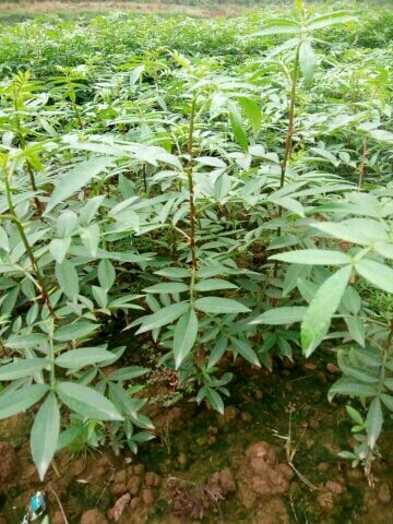 宜宾 花椒苗，花椒苗，青花椒苗，麻椒苗，花椒