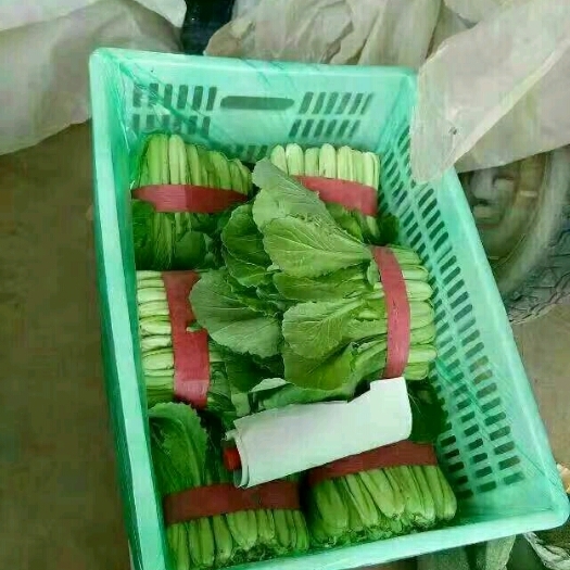 邯郸速生小白菜  优秀小白菜河北邯郸各种蔬菜大量上市中