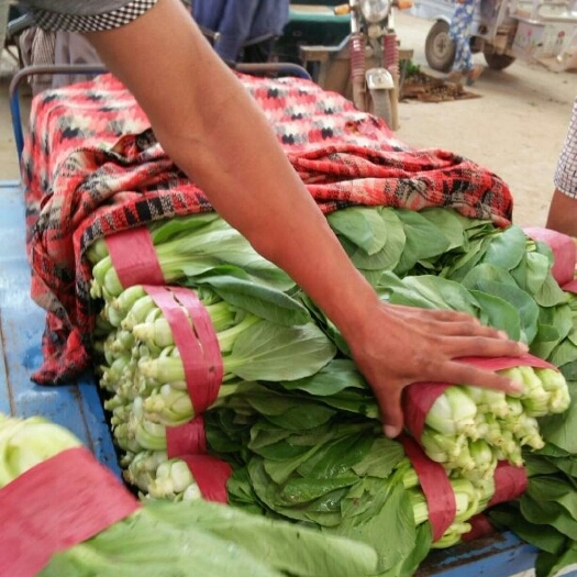 邯郸花冠小油菜