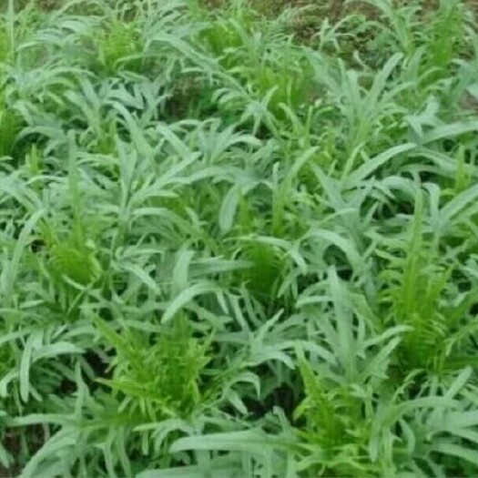 沭阳县紫花苜蓿 