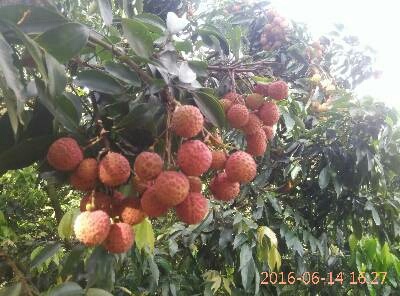高州市桂味荔枝苗