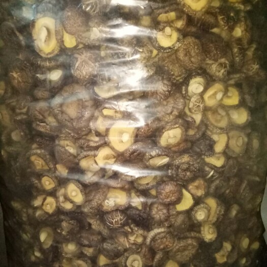 南召县 天然香菇