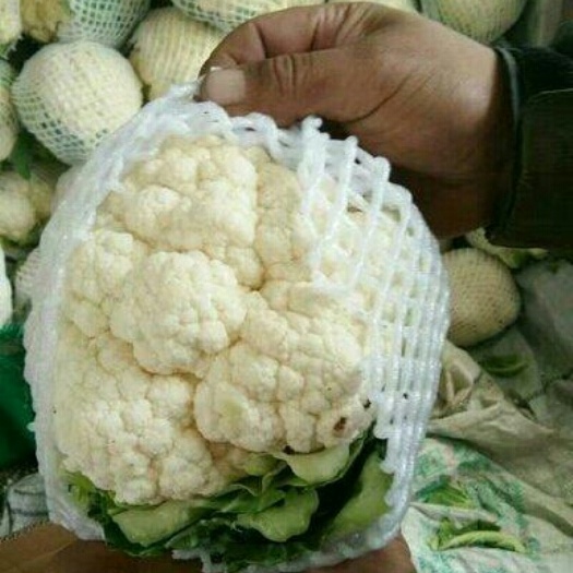 邯郸白花菜花 紧密 1~2斤 乳白色 