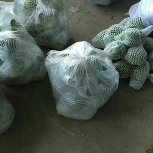 邯郸绿包菜 河北省邯郸市丛台区 1.5~2.0斤