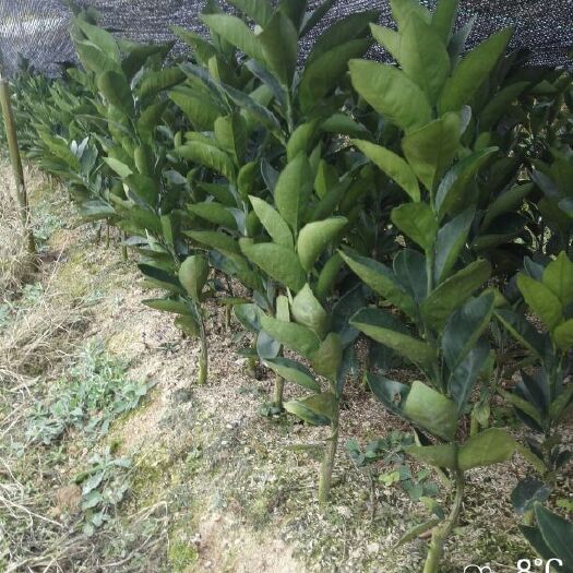 安远县脐橙树苗 嫁接苗 0.5米以下