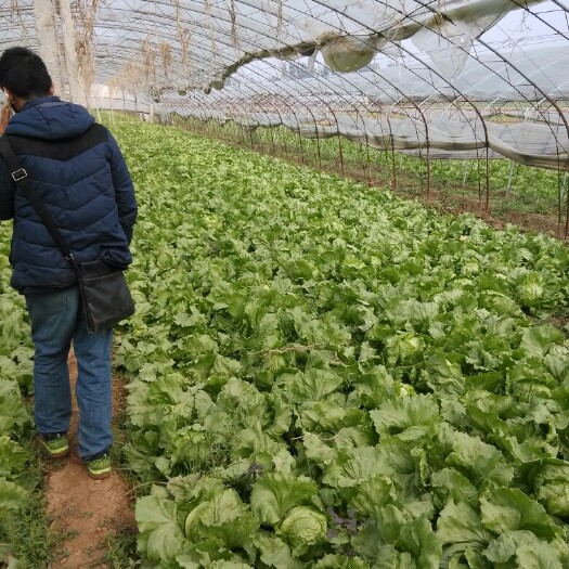 涿州市结球生菜 1斤以上