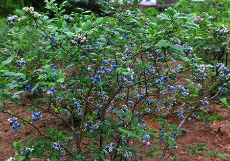 奥尼尔蓝莓 鲜果 6 - 8mm以上 