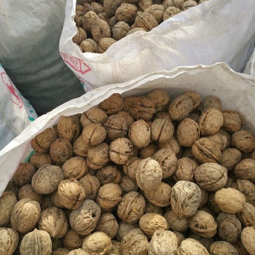 叶城县新疆核桃