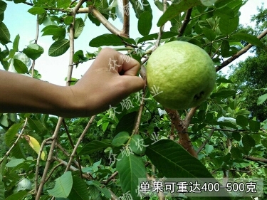 容县珍珠番石榴苗 