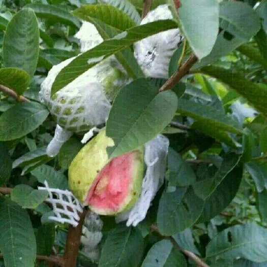 灵山县红心芭乐番石榴苗