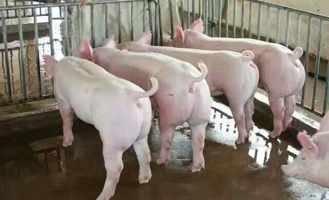 沂水县山东养猪场常年出售三元仔猪防疫严格，品种纯正