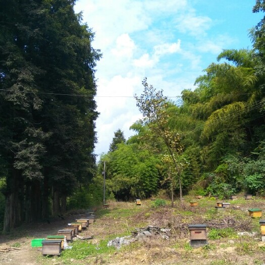 石门县 野生土蜂蜜
