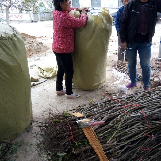 泰安8518核桃苗