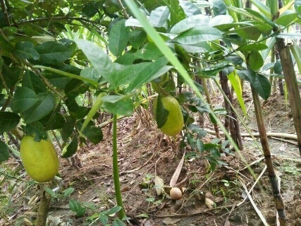 灵山县香水柠檬苗