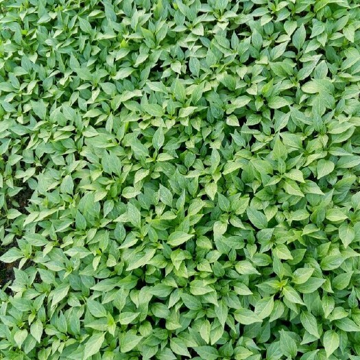 醴陵市线椒苗  牛角椒（早熟，大果，抗病，丰产，光亮，味辣，耐贮运。