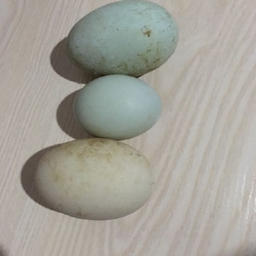 兰溪市土鸭蛋 食用 箱装
