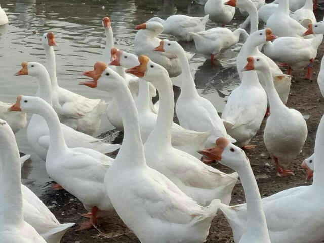 原阳县泰州白鹅鹅苗