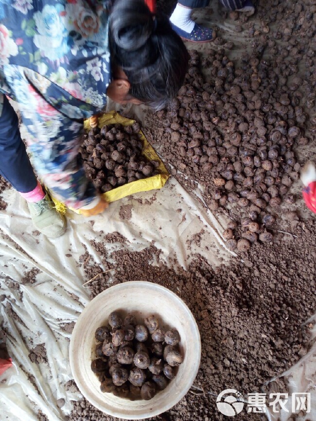 荔浦马蹄 特大号 