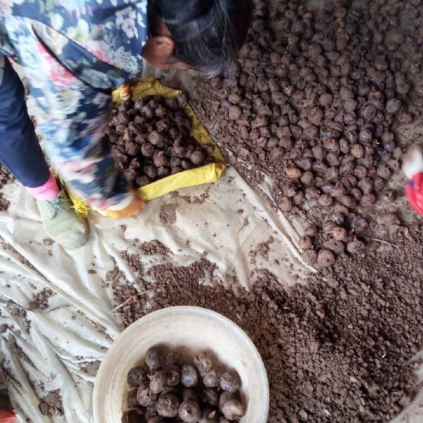 荔浦马蹄 特大号 