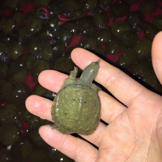 广州中华鳖苗 中华甲鱼