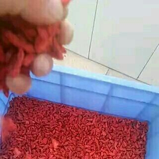 乌兰县红枸杞 一级 