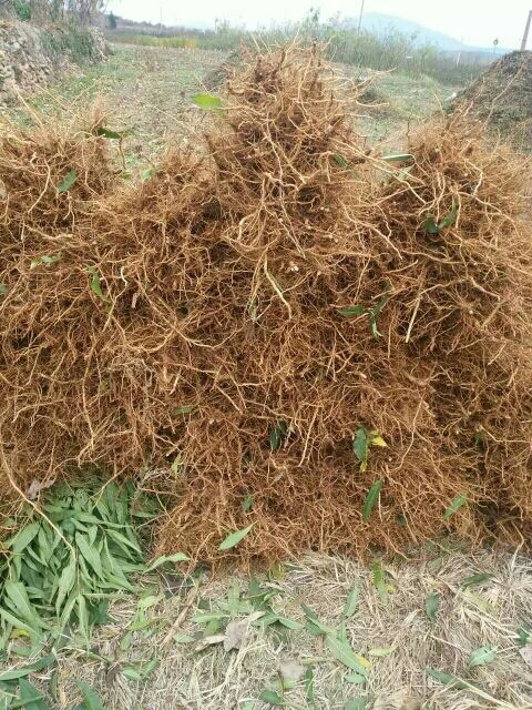 青州市青州蜜桃苗 1~1.5米