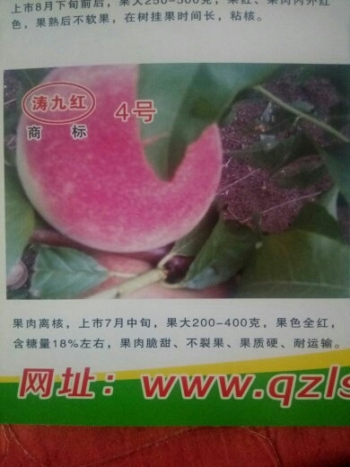 青州市蜜桃苗 1~1.5米