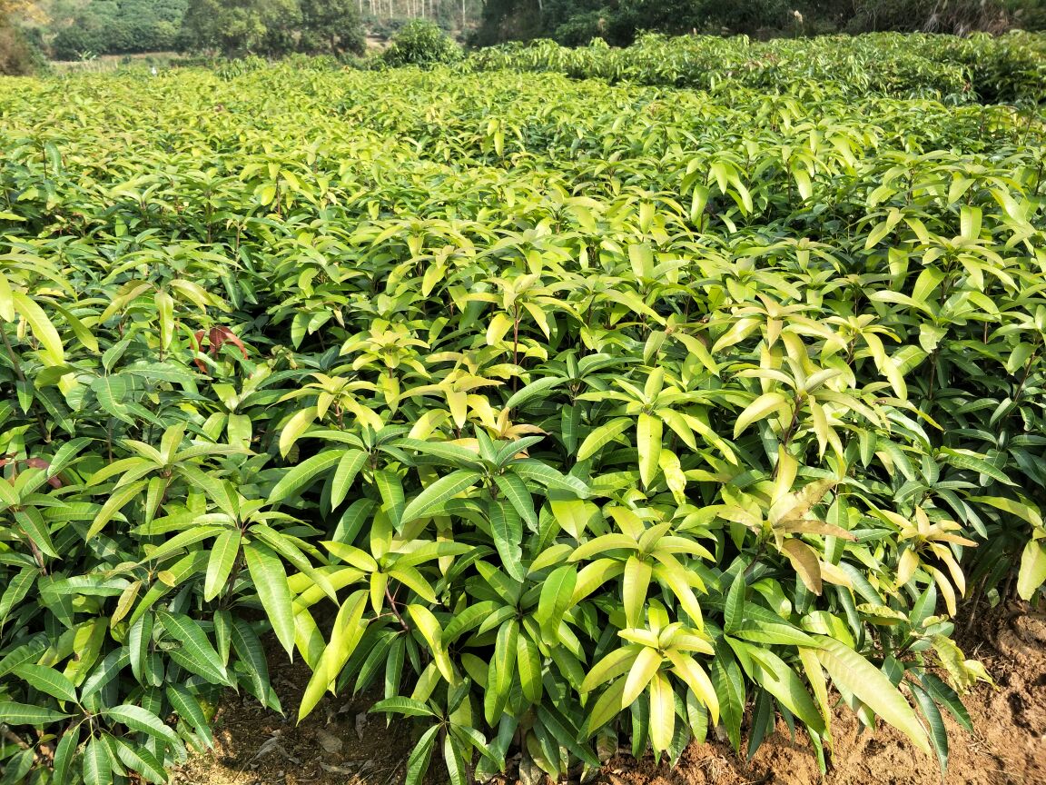 貴妃芒果苗  紅就選靈山綠邦農業(yè)，品種純正，質量保障