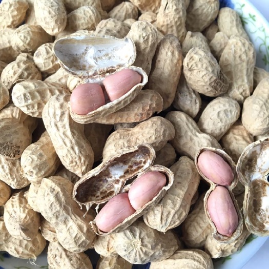 衡阳县花生 生花生老品种自留种子种植做种子榨油自吃