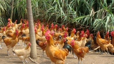 青阳县土鸡 公