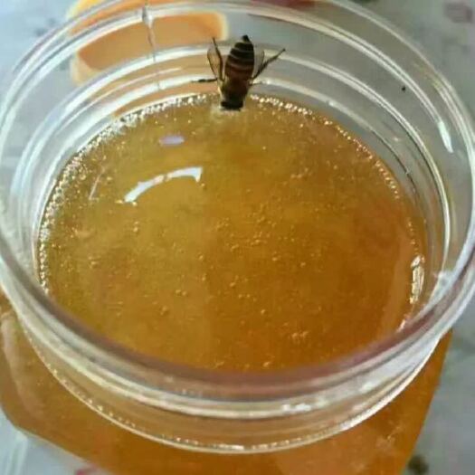 平和县百花蜜 桶装 98% 2年以上
