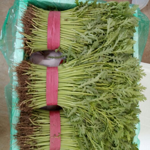 邯郸光杆茼蒿 5~10cm