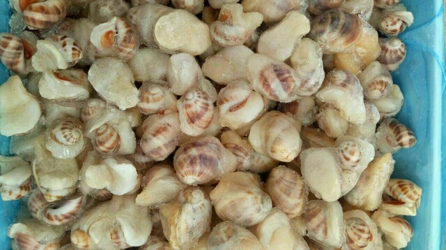 蛤蜊  珍珠鲍螺