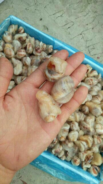 蛤蜊  珍珠鲍螺