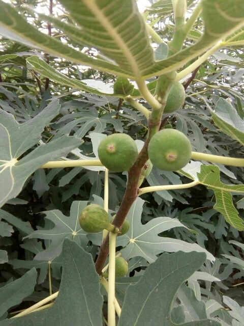 泰安青皮无花果树苗