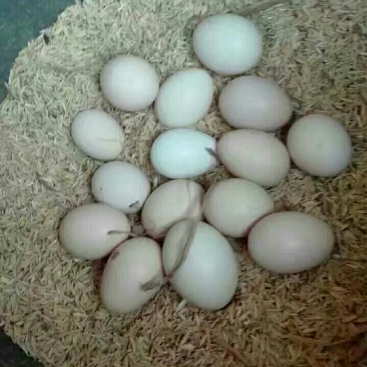 长沙县绿壳鸡蛋 食用 箱装 