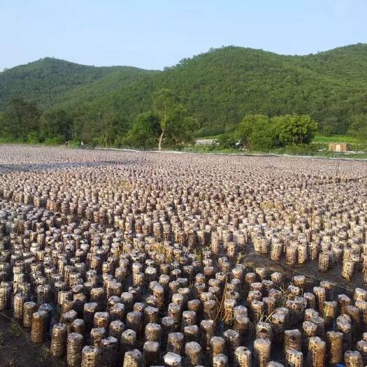 哈尔滨东北黑木耳 干木耳 特级