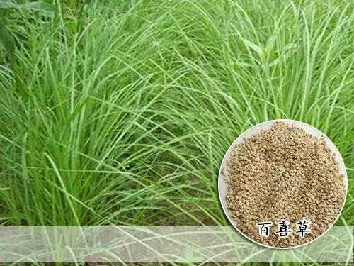 沭阳县百喜草种子