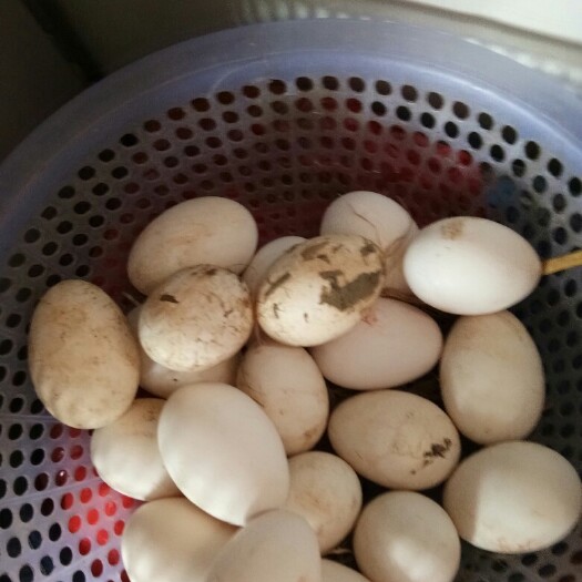 巢湖土鹅蛋 食用 散装