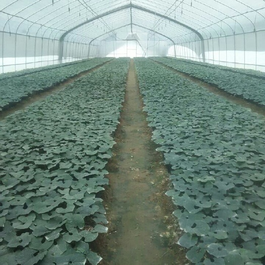 阳朔县罗汉果苗