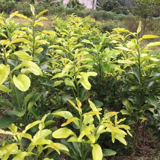 容县金橙蜜柚苗 