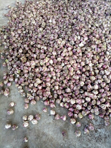 宾川县红皮大蒜 4.5-5.0cm 四六瓣
