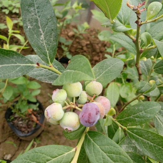 泰安美登蓝莓苗 
