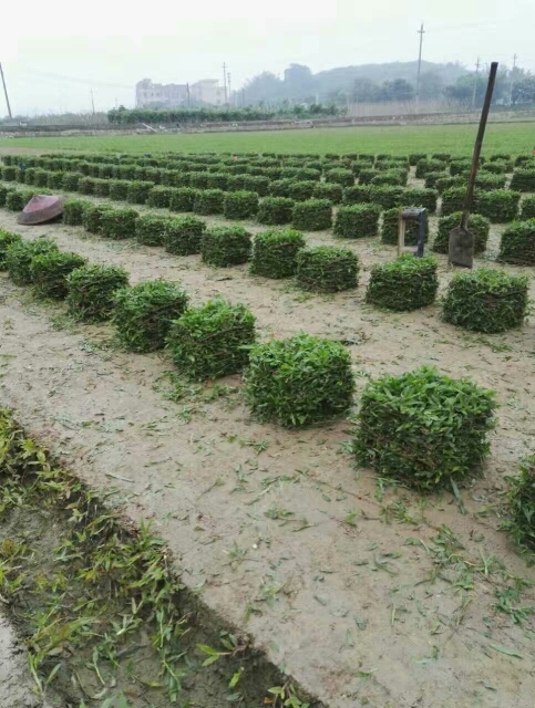 广州大叶油草